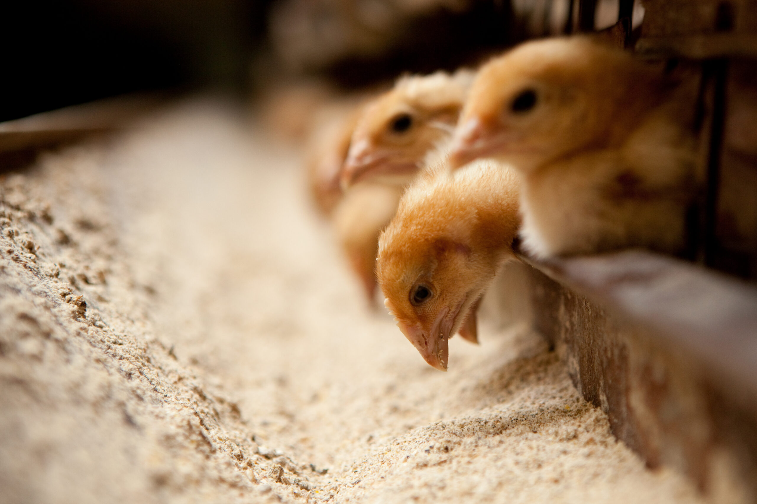 Feed industry certification Feed industry certification