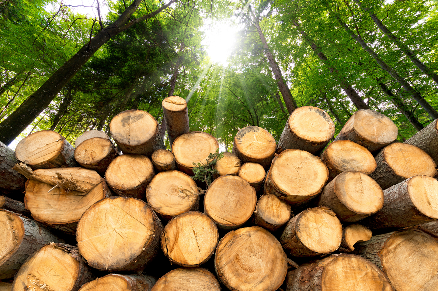 Forestry industry Forestry industry