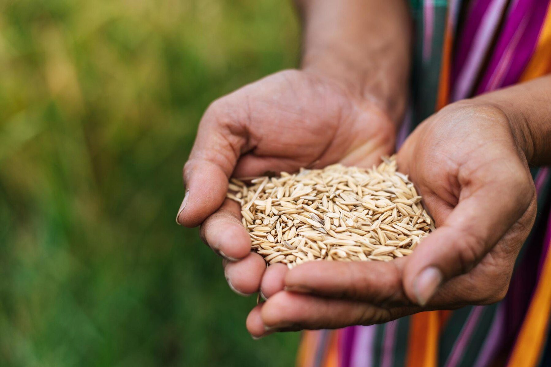 Field Inspector/ Surveyor – Rice Inspection