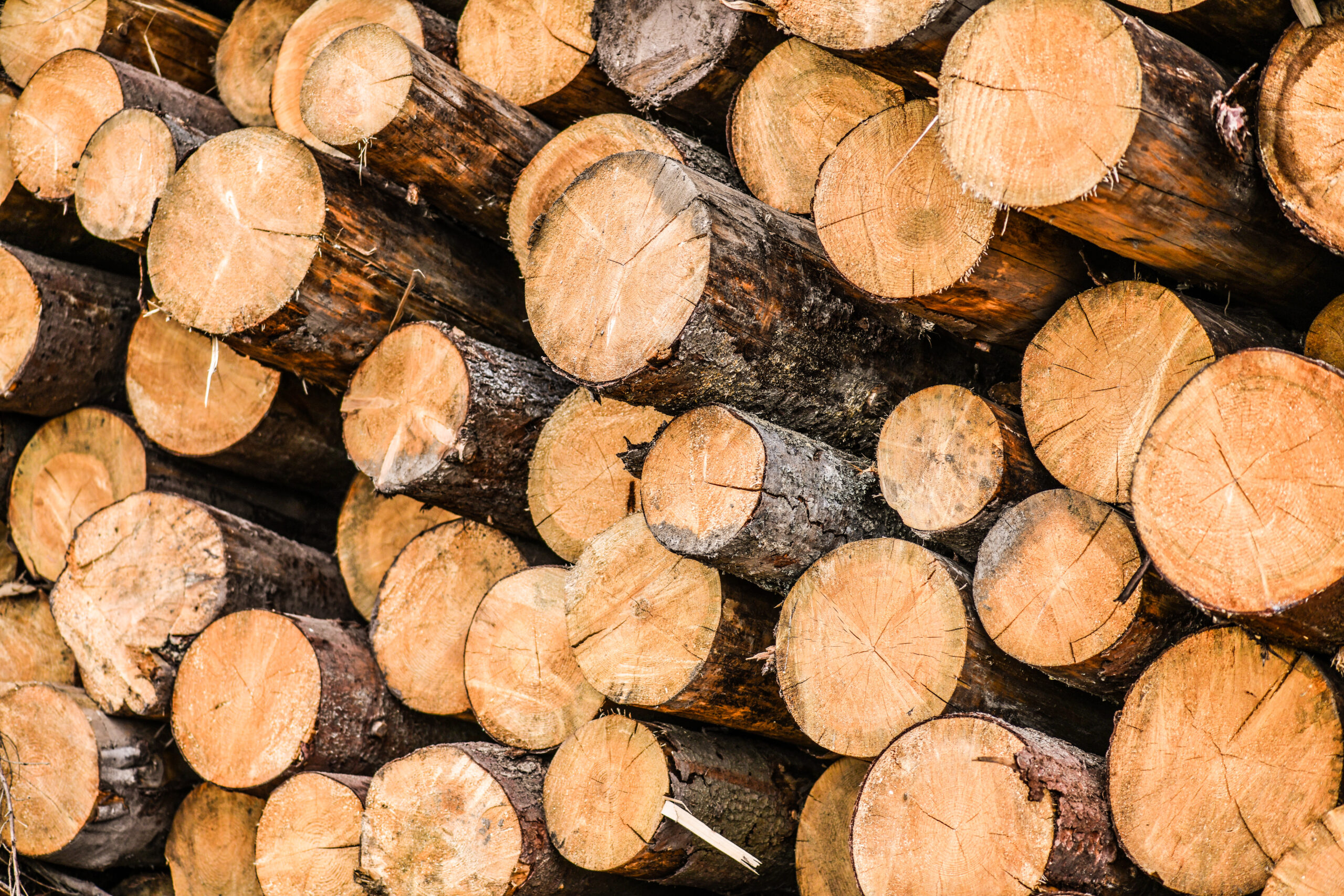 Forest – wood Forest – wood
