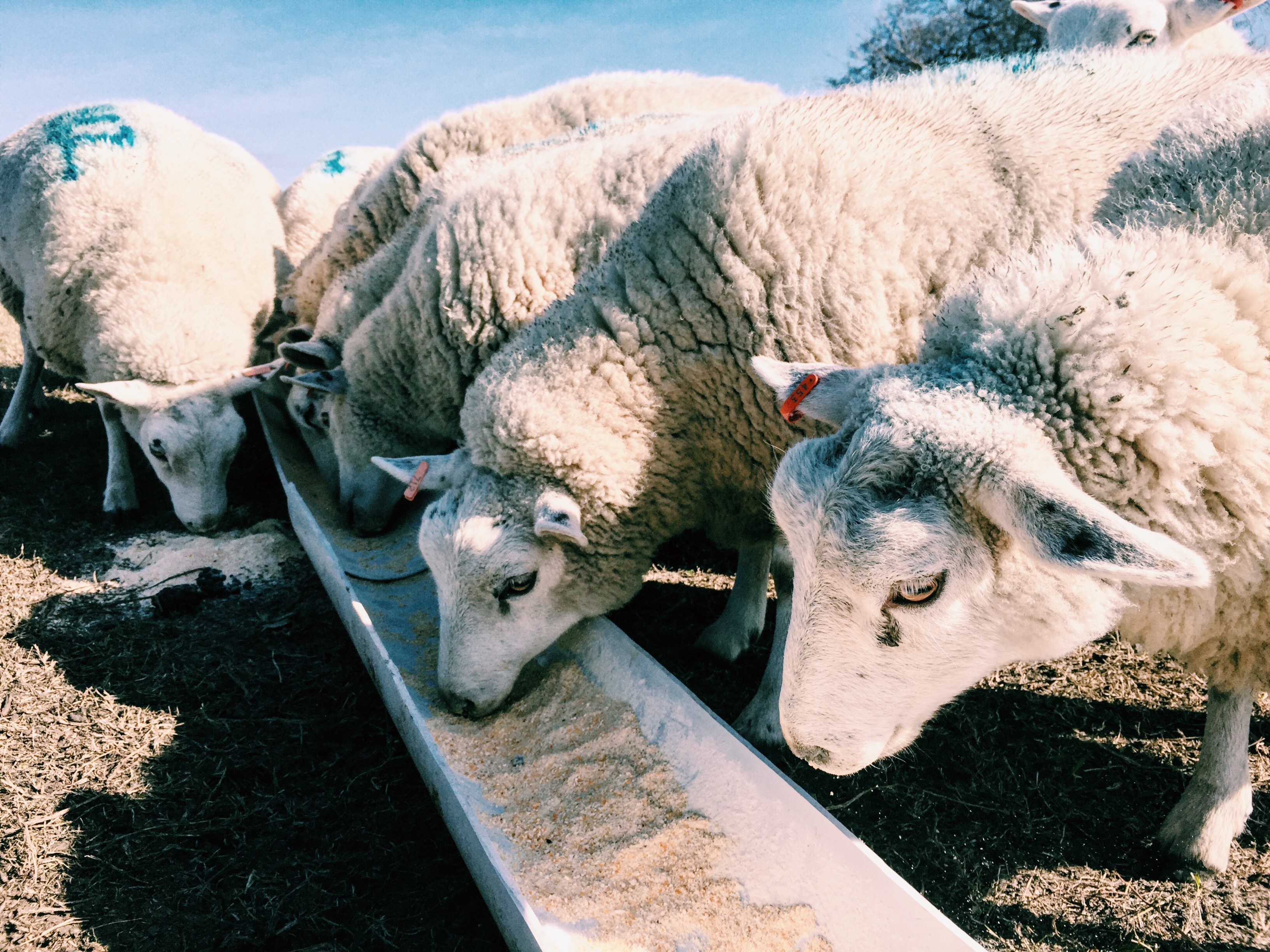 Sheeps Sheeps