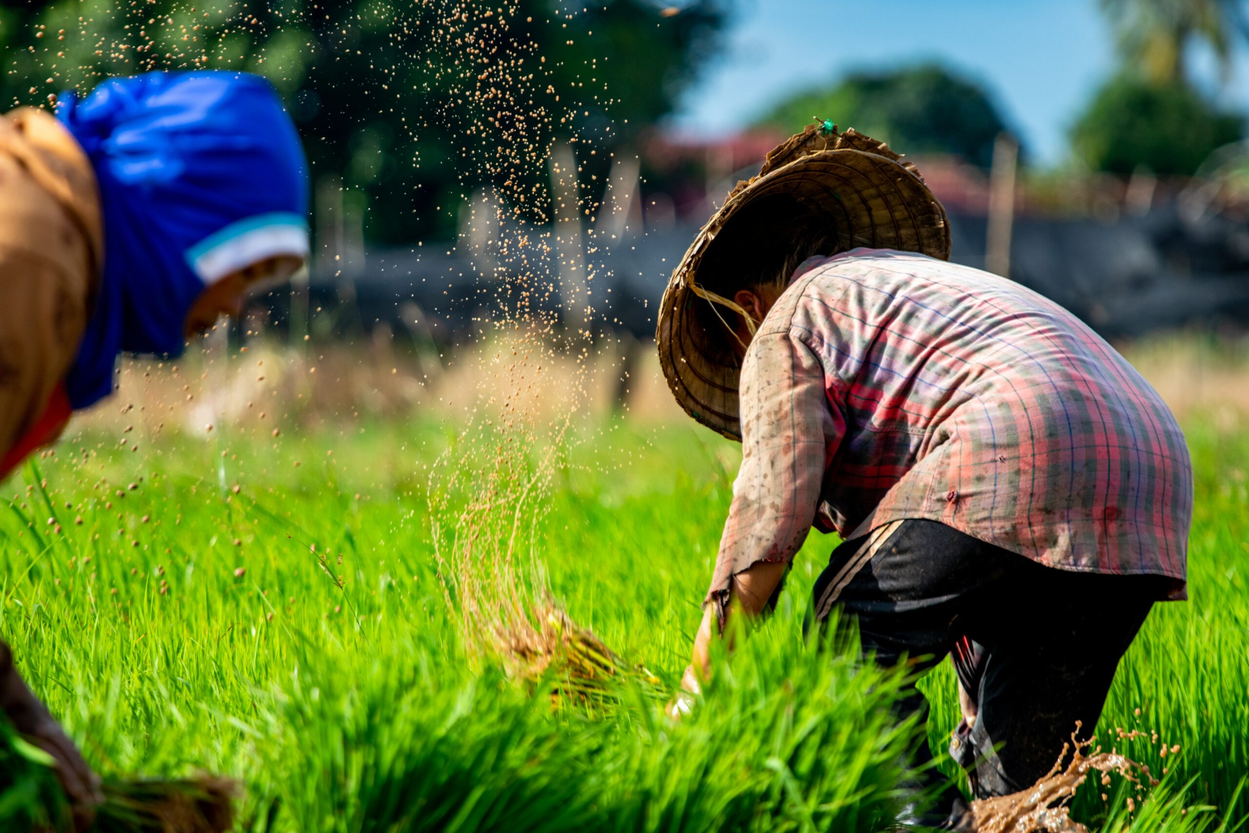 Agriculture