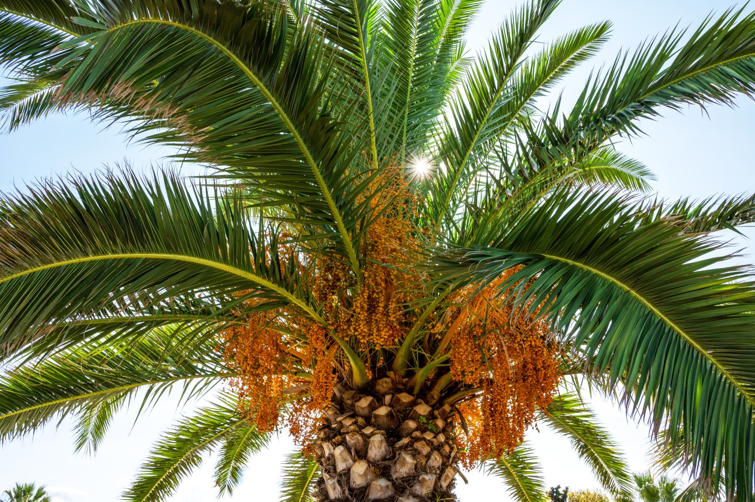 RSPO-palm-tree-with-sun-breaking-through-green-branches_small