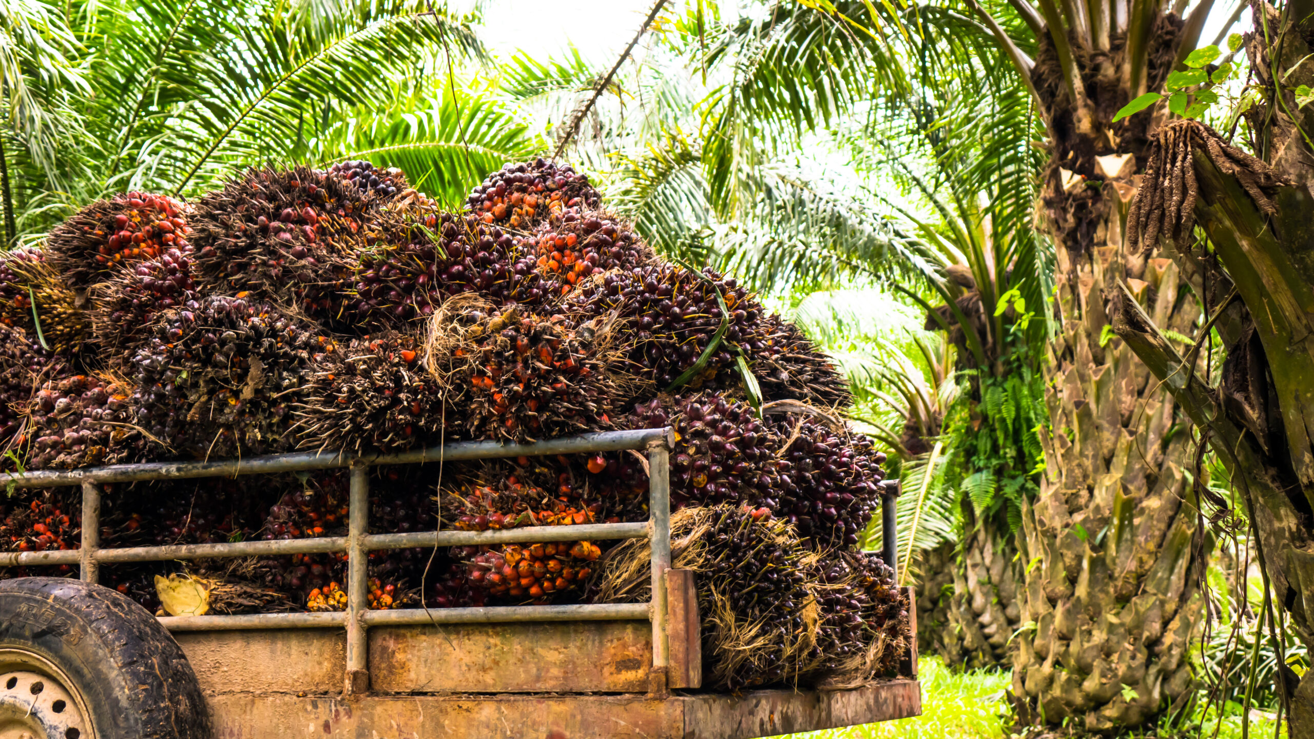 Harvesting palm oil in the plant