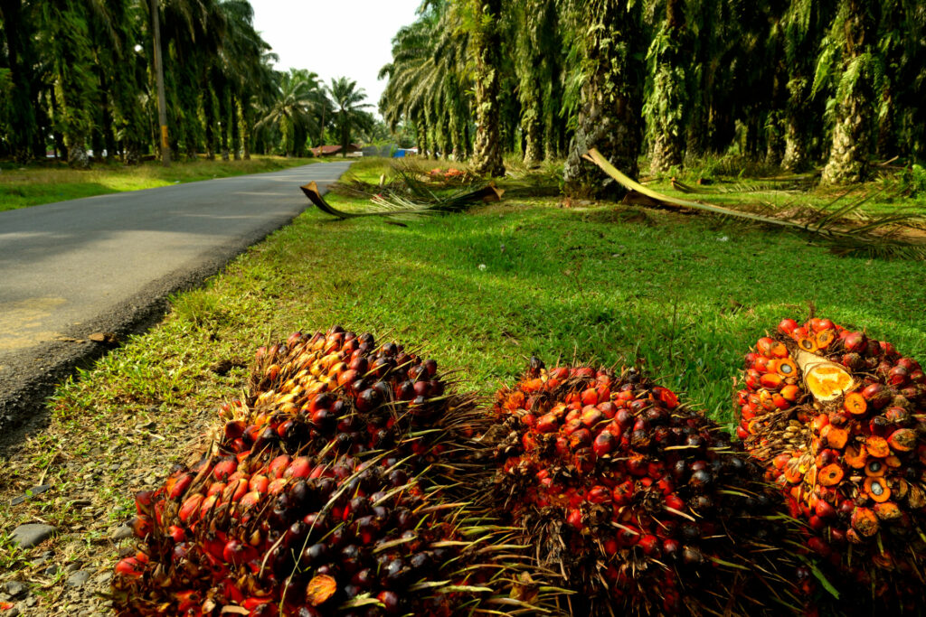 RSPO - Palm oil