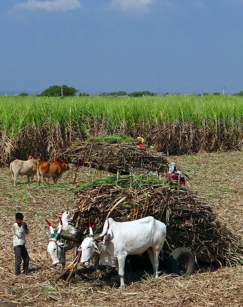sugarcane sugar harvest certifications pxby