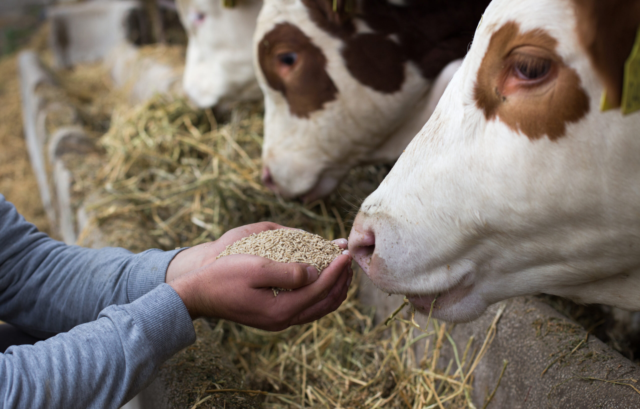 Farmer feed cows