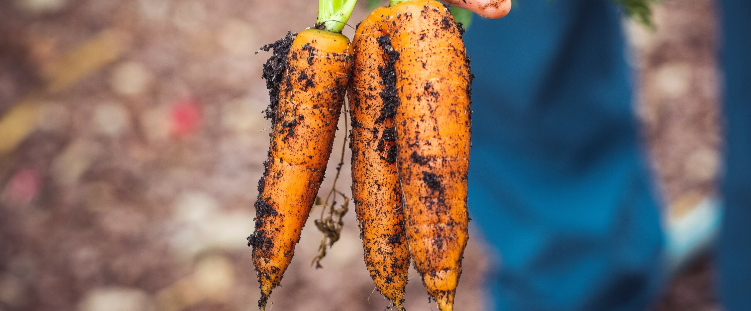 Carrots_small_size