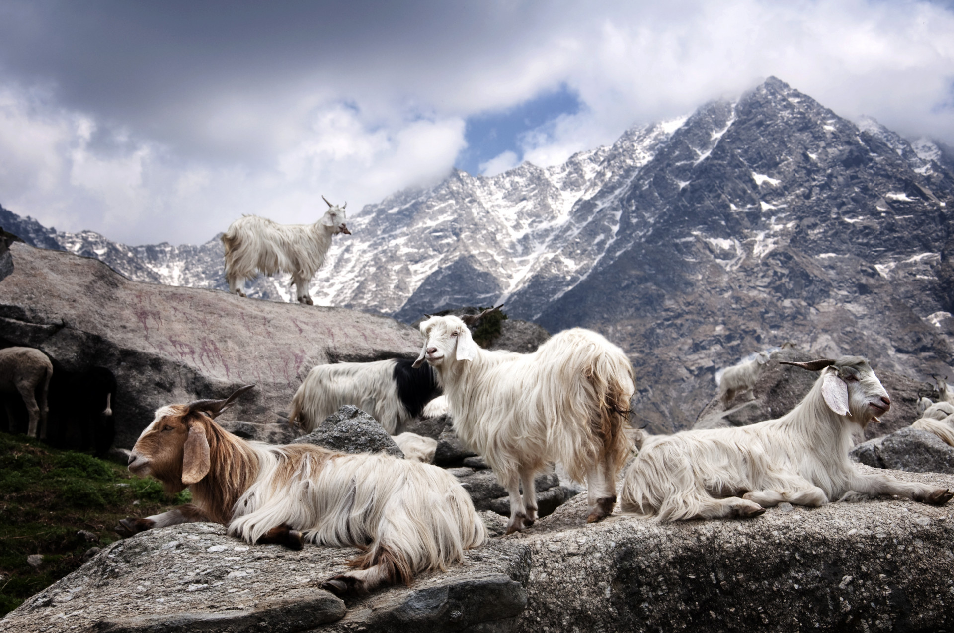 cashmere_goats