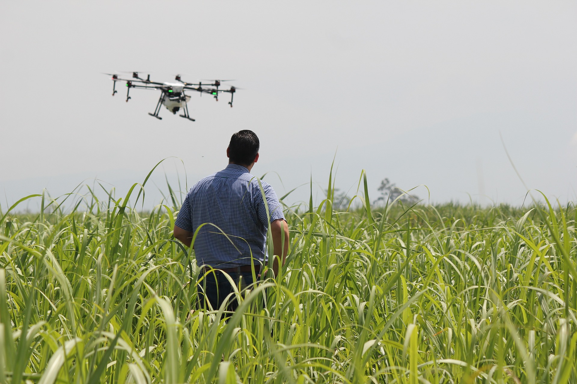 Crop monitoring