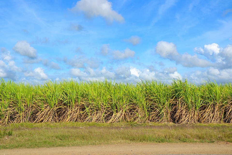 sugar-cane-1928773_960_720