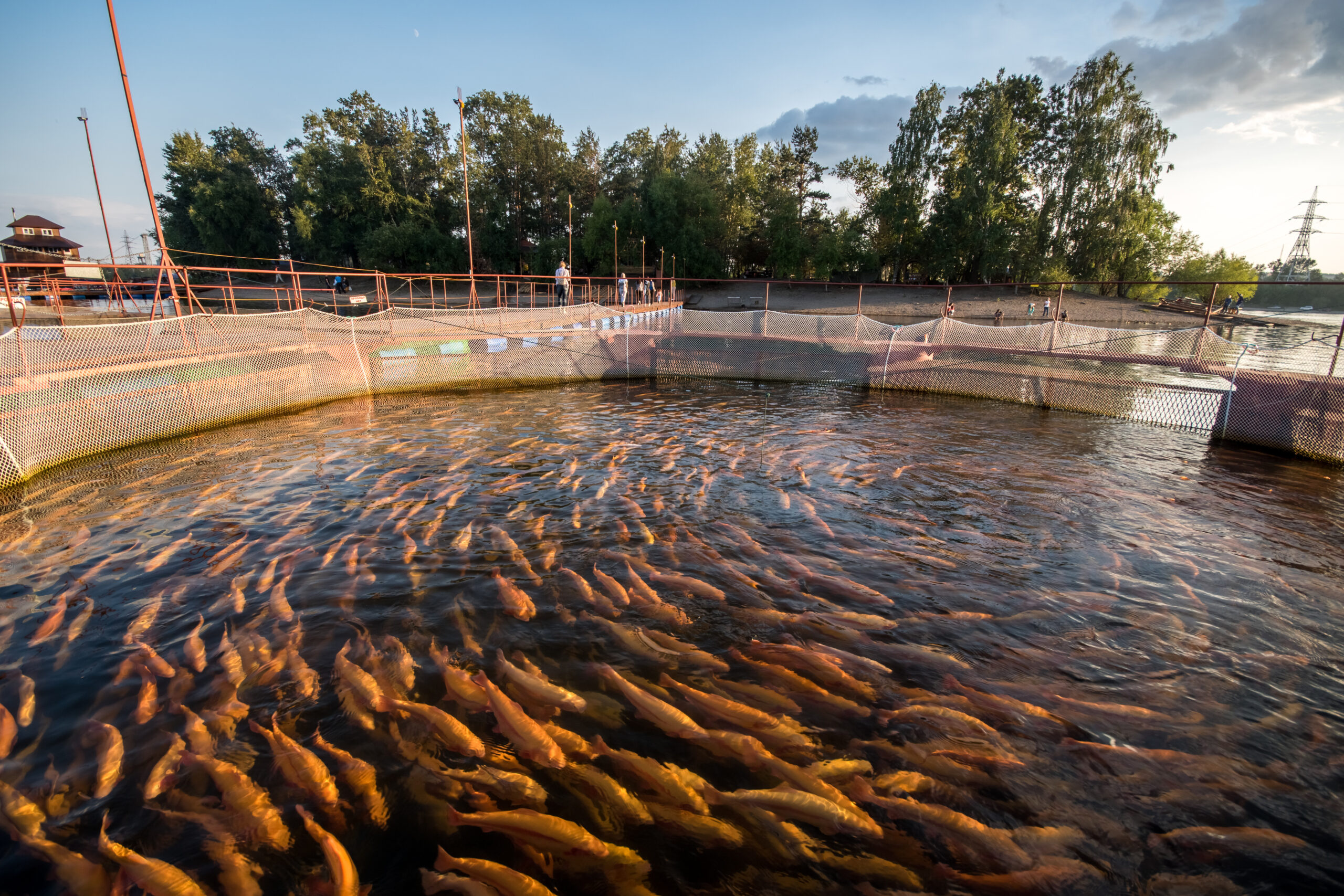 GLOBALG.A.P. – Aquaculture base, Chain of Custody