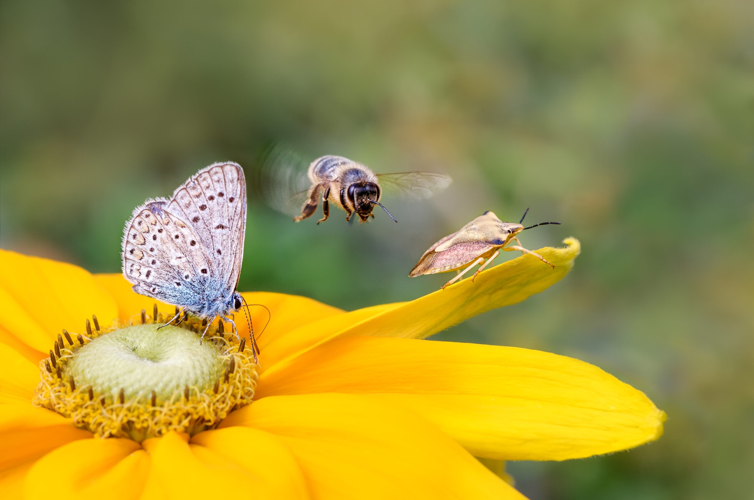 Biodiversity Biodiversity