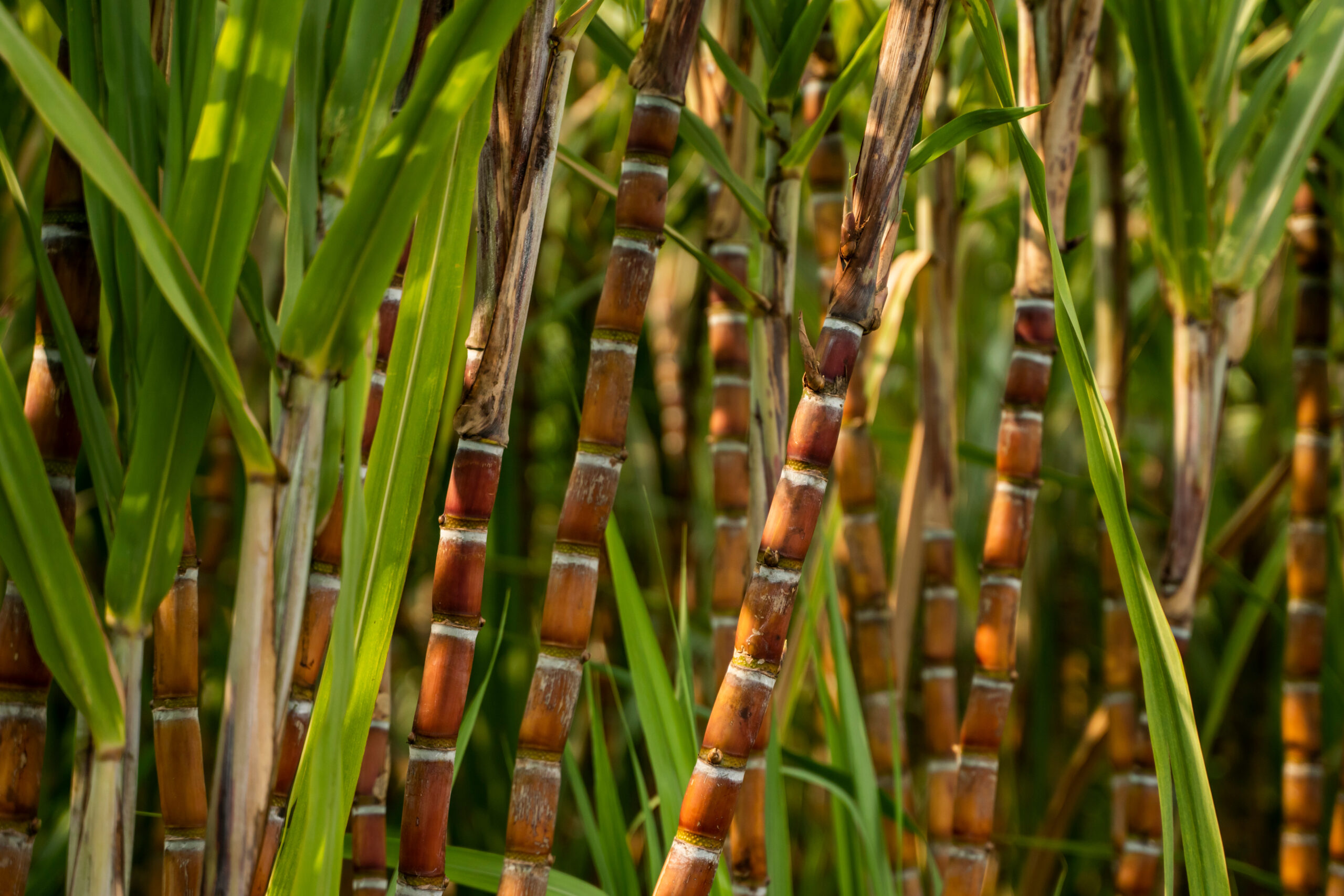 Bonsucro – Better Sugarcane Initiative Bonsucro – Better Sugarcane Initiative