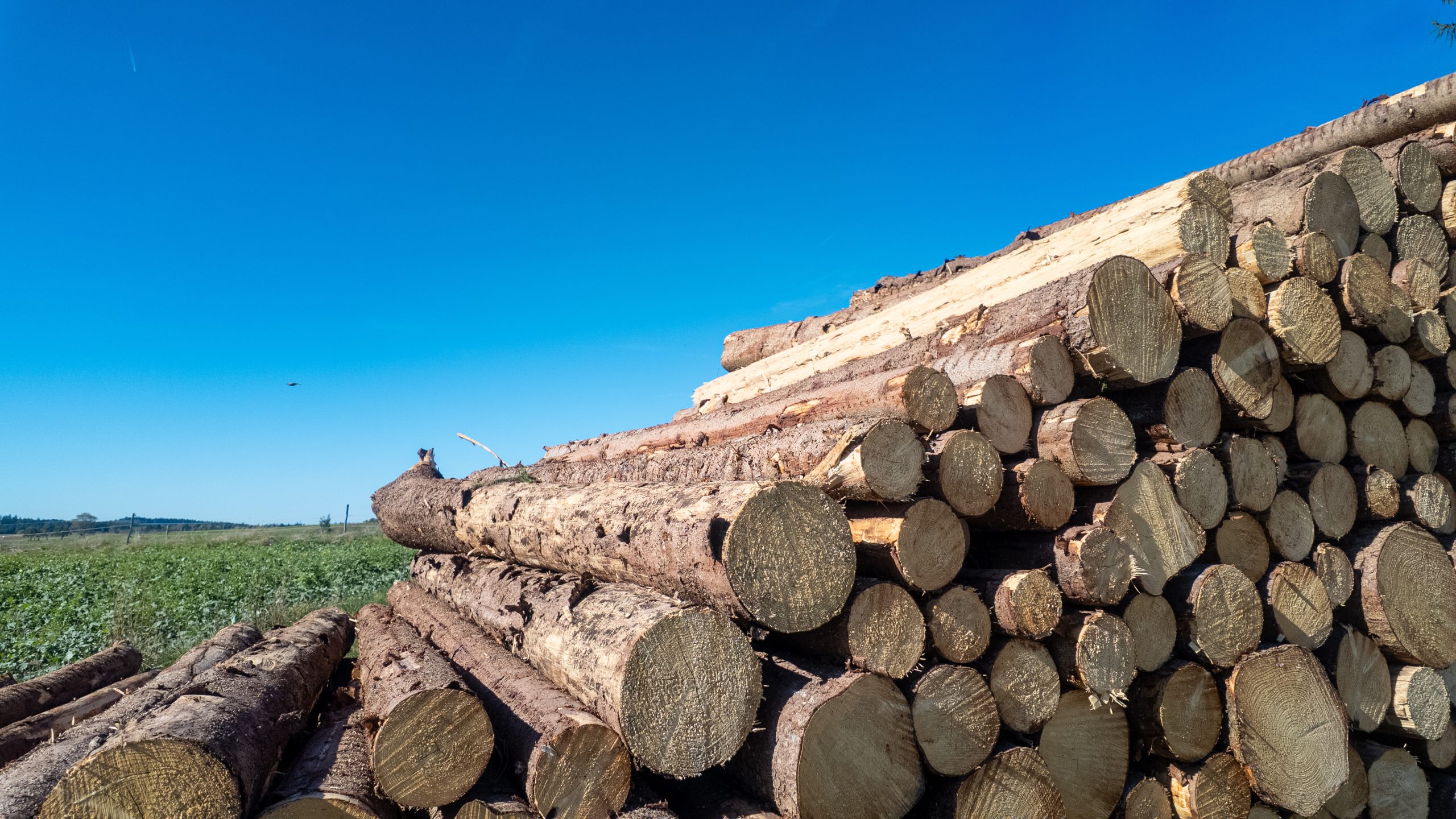 Stacked timber logs in a rural landscape, freshly harvested wood prepared for forestry, construction, heating, and sustainable biomass production under a clear blue sky