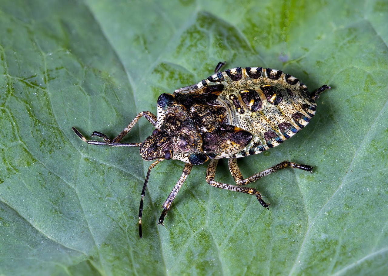 BMSB stink bugs