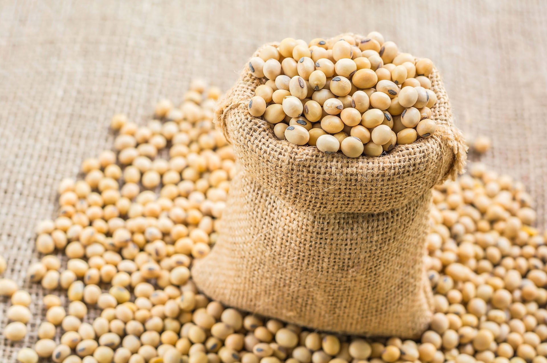 soyabean-seed