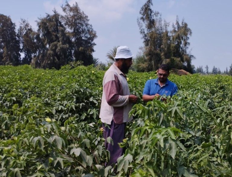 Milestone in collaboration with the Better Cotton Initiative in Egypt