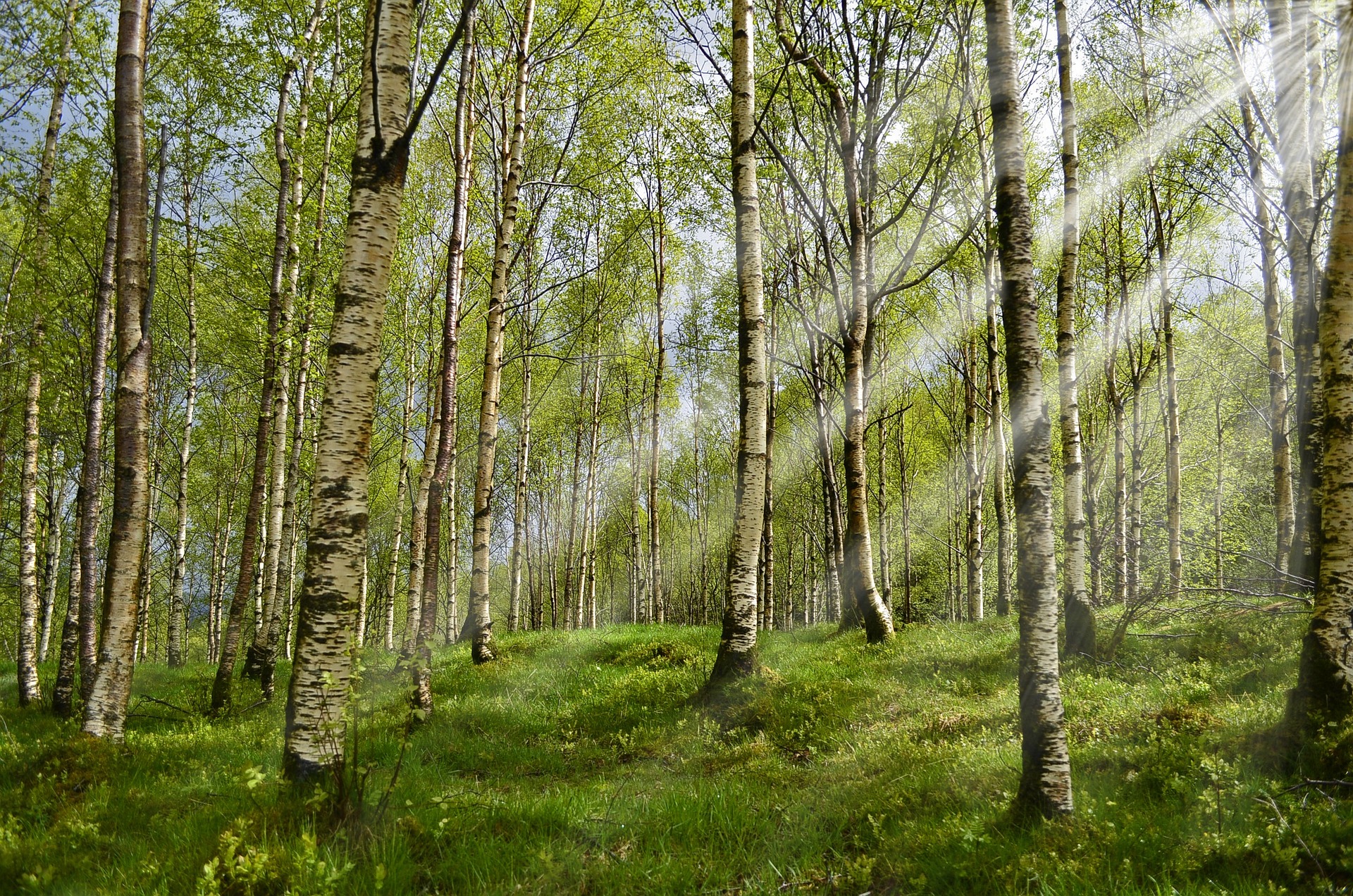 forestry forestry