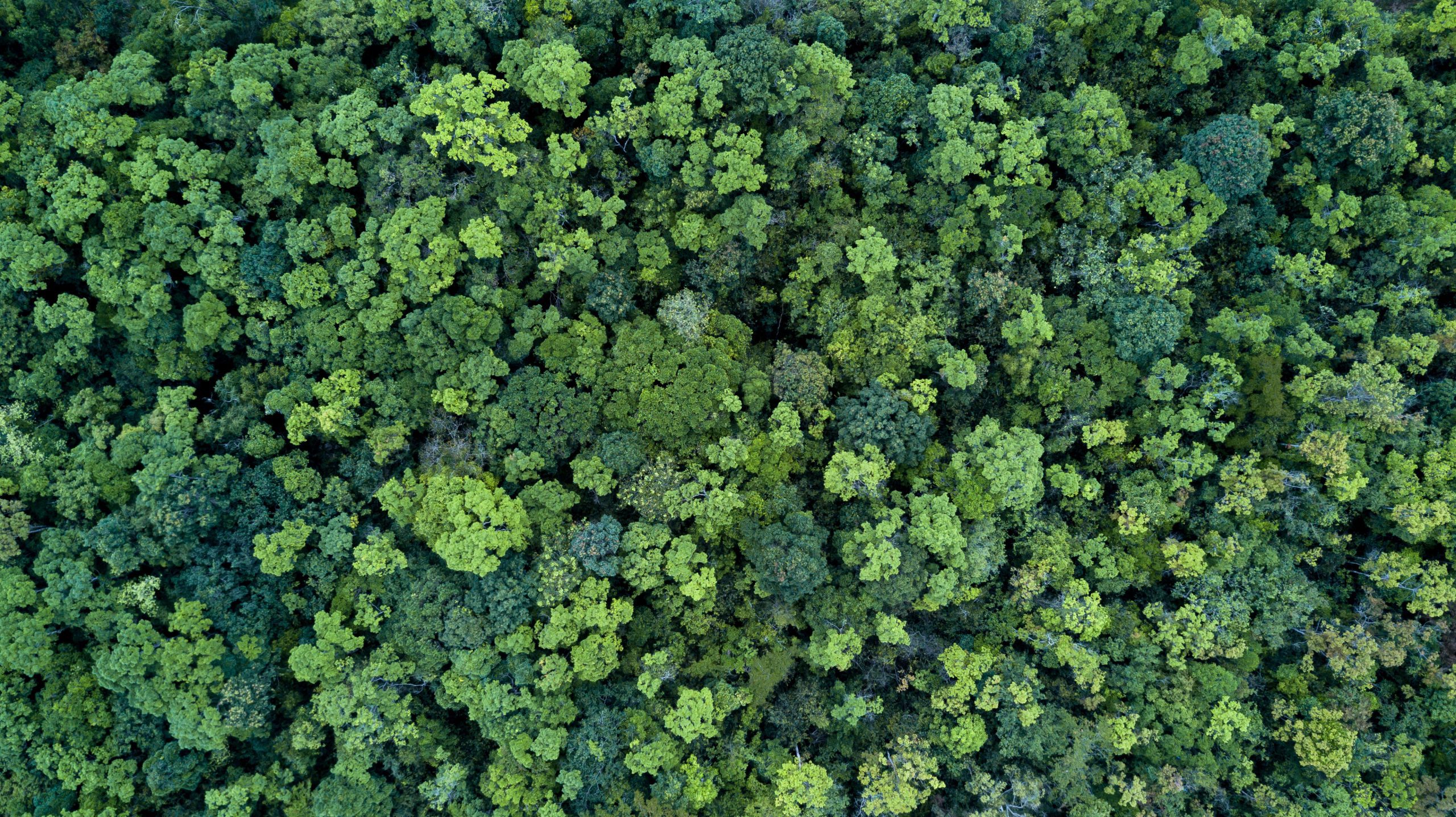 Facing Facts in Forestry: Enhanced Data Requirements under EUDR