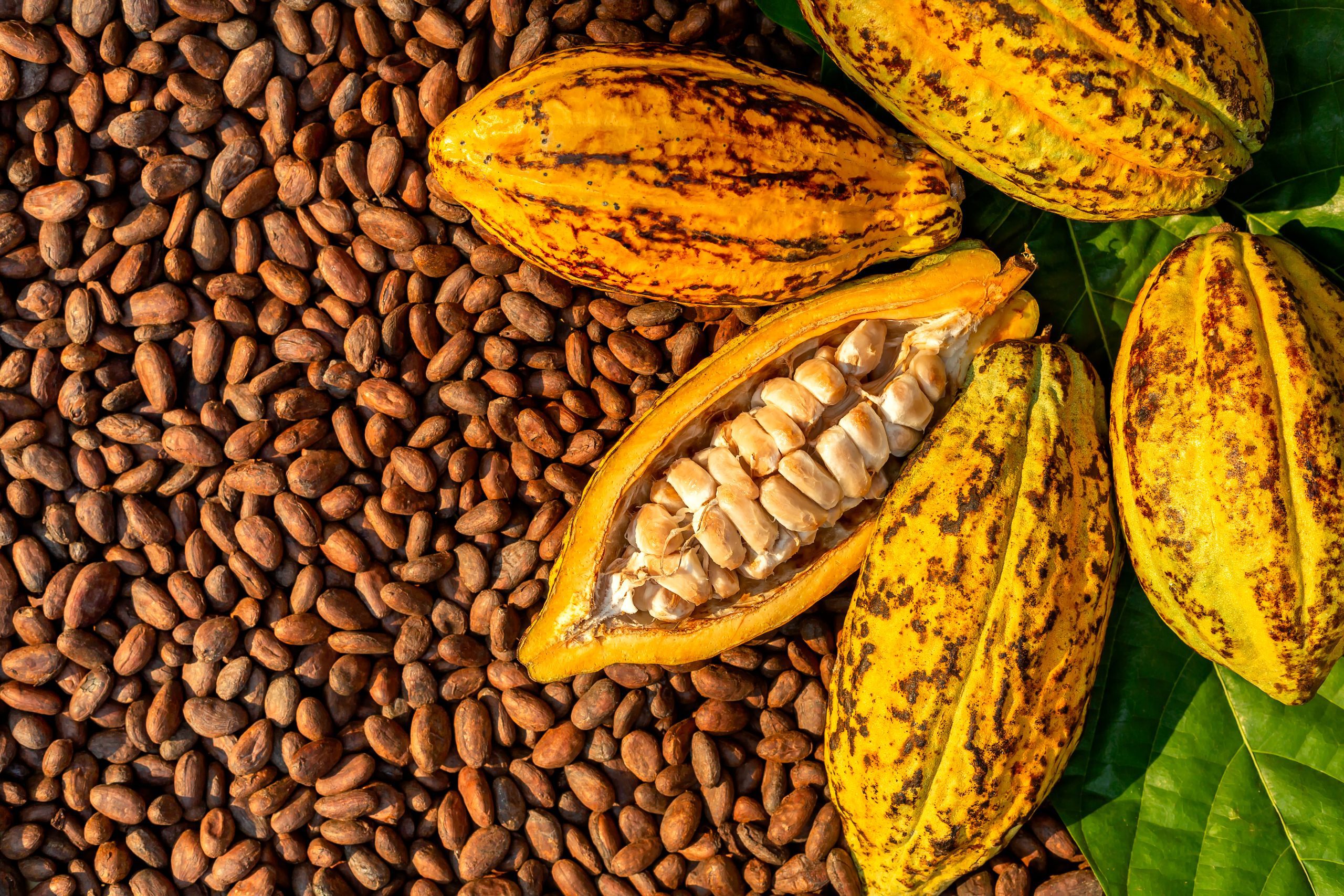 Cacao