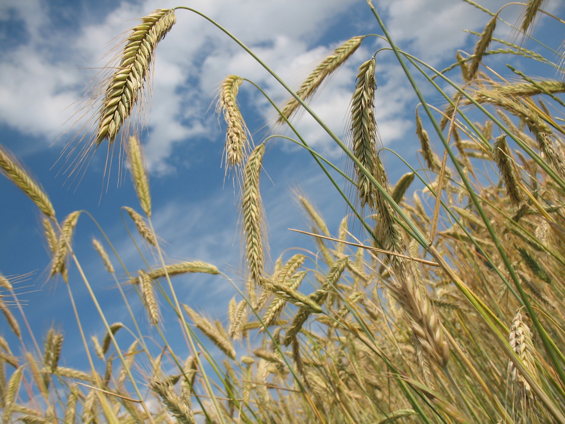 wheat-grain-controlunion