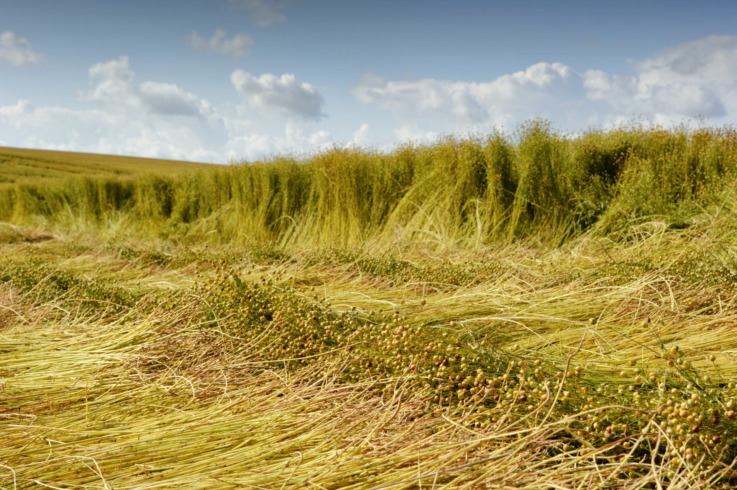 Flax field