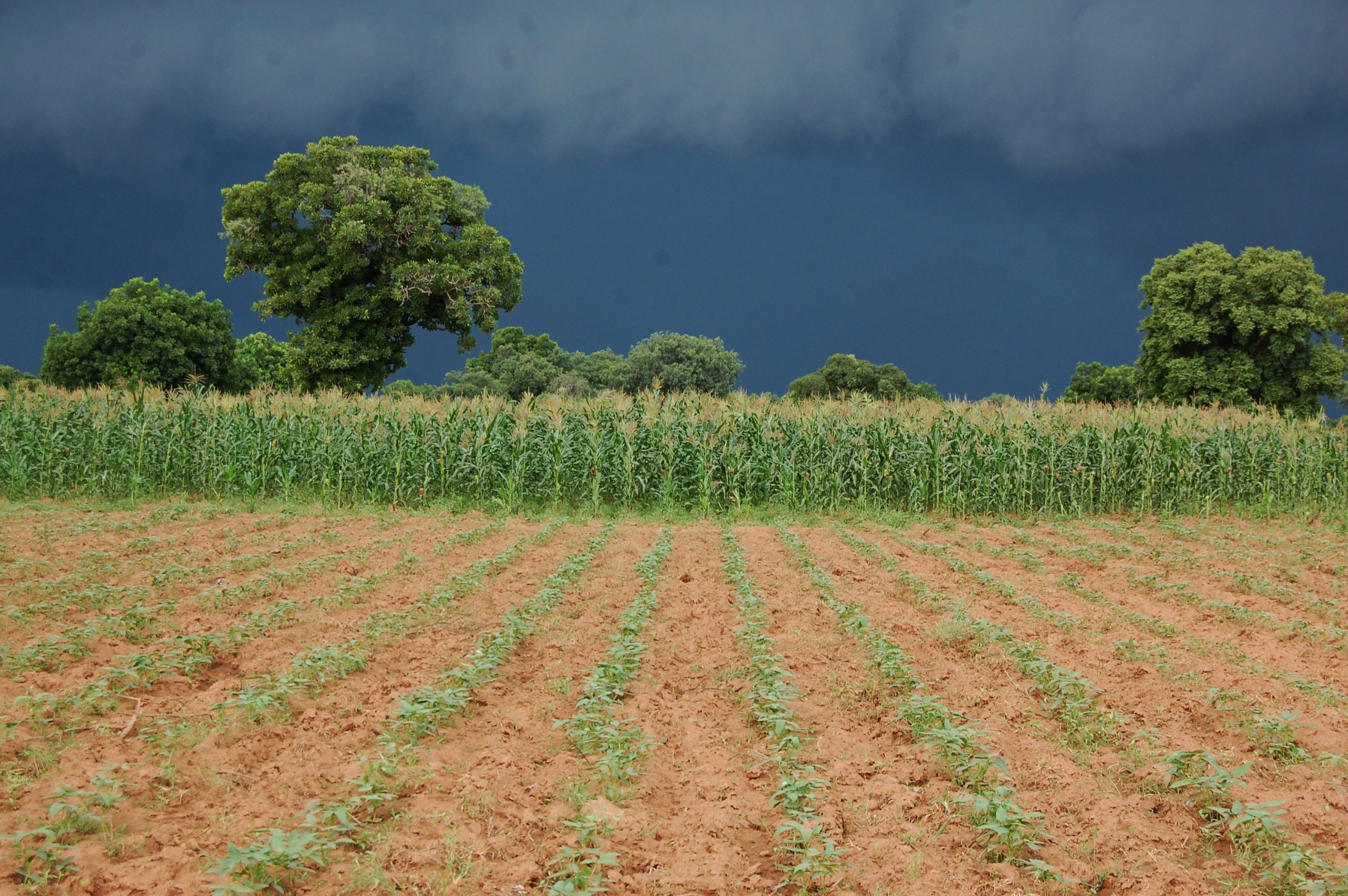 Rainfed farming