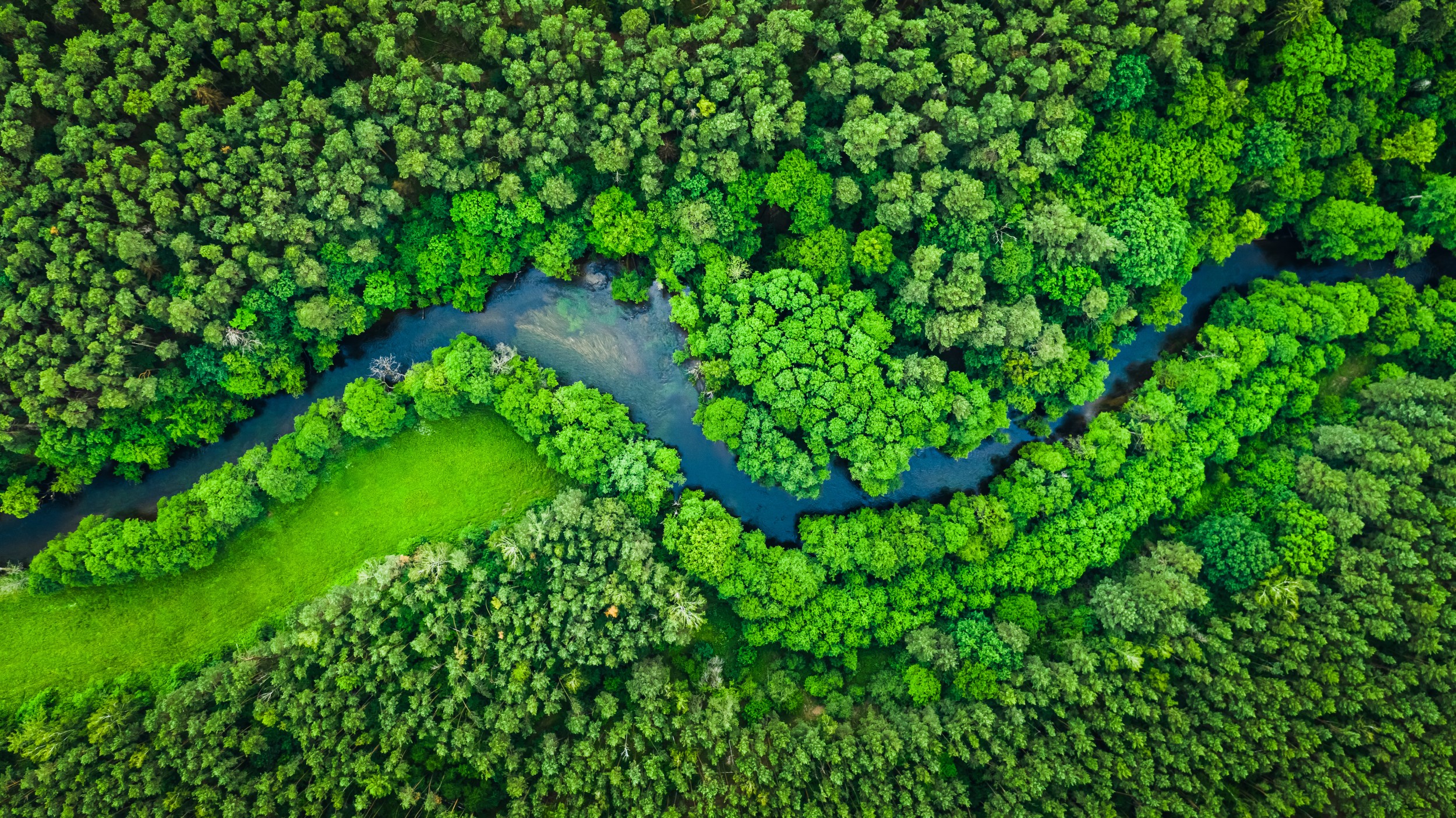 Will Risk Benchmarking Help Drive Deforestation?