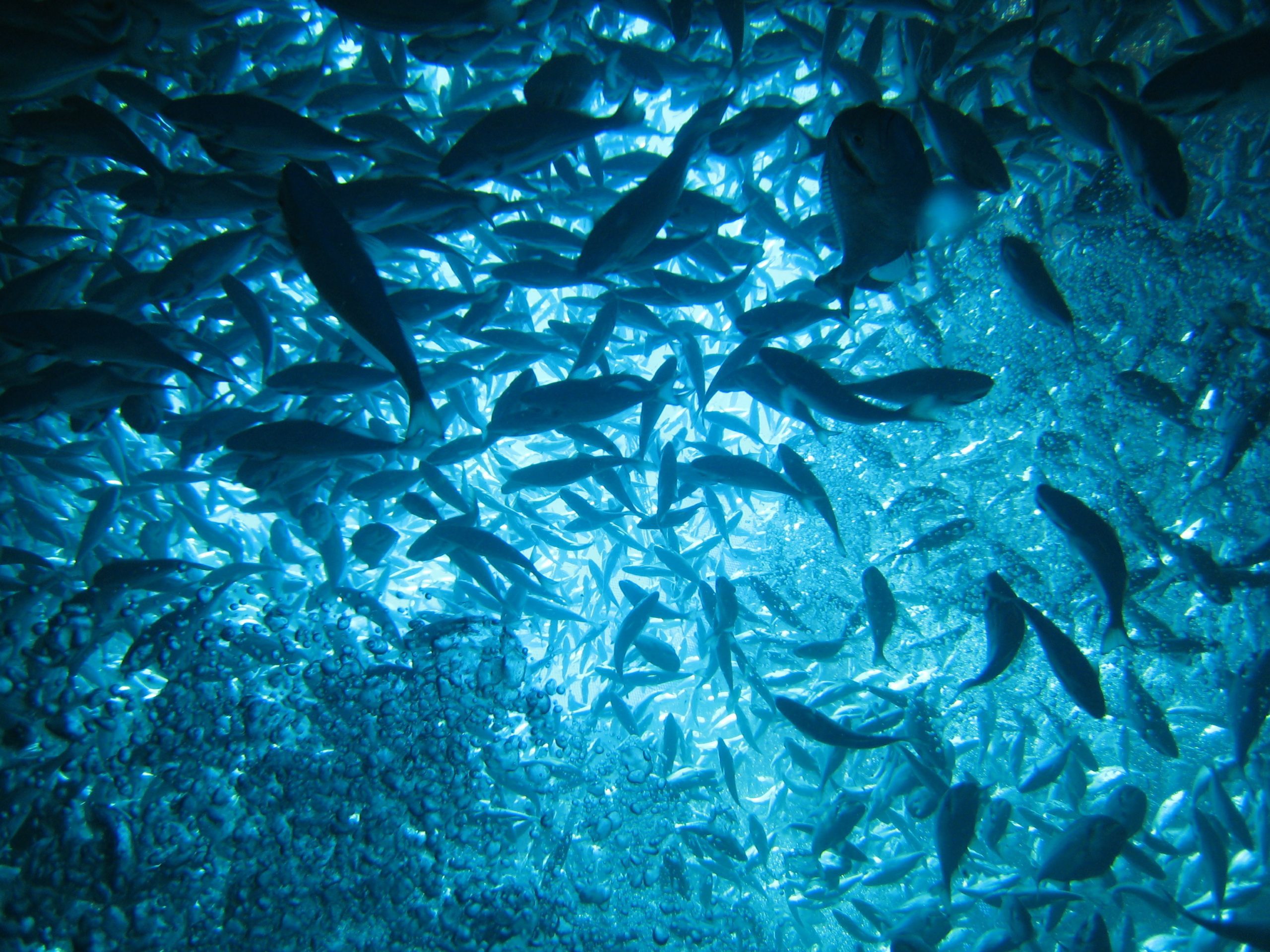 ASC-feed-Chile ASC-feed-Chile