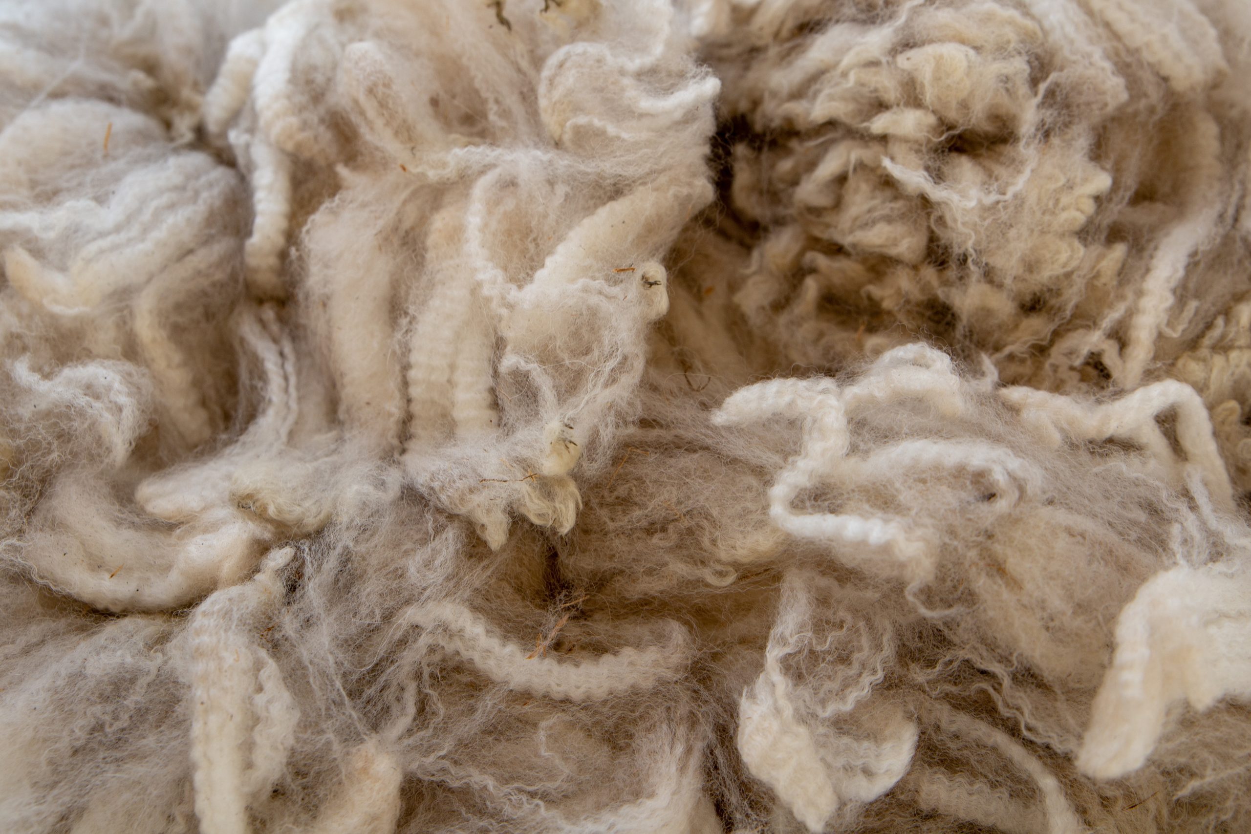 Alpaca Wool