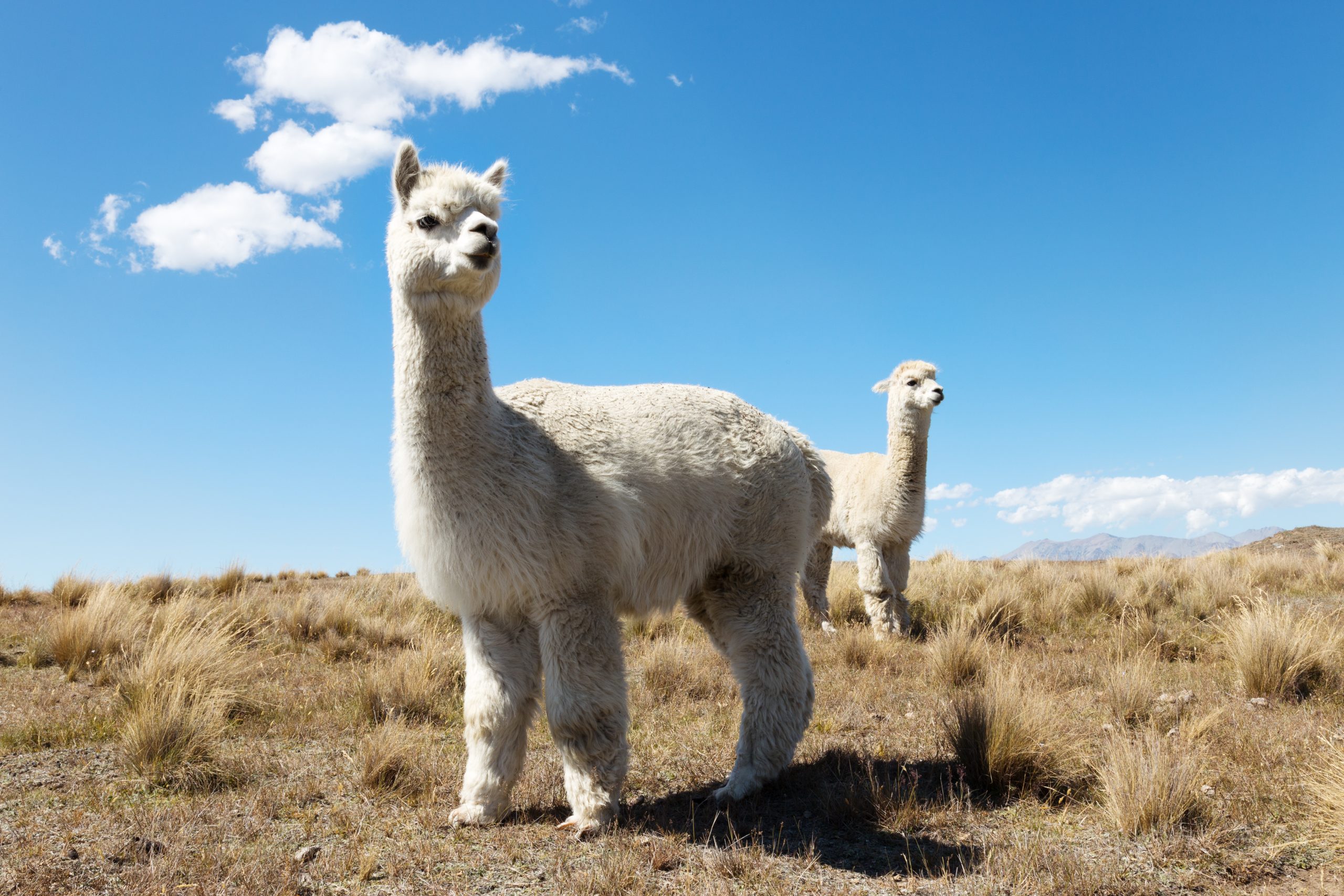 RAS – Responsible Alpaca Standard