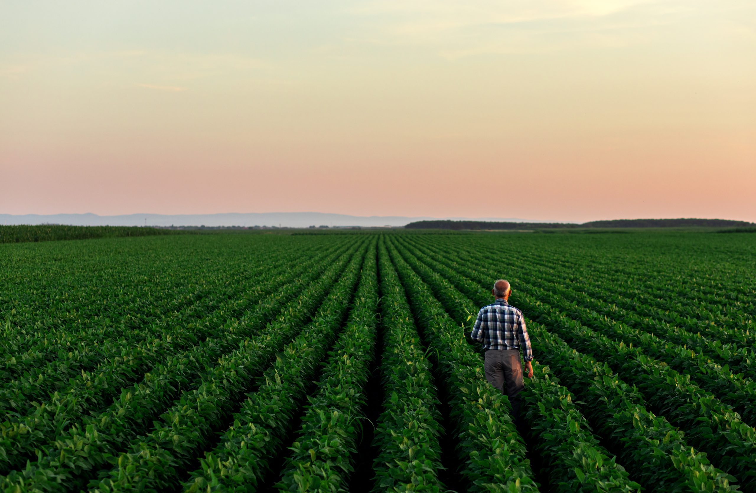 Senior farmer standing in soybean field examining crop at sunset Senior farmer standing in soybean field examining crop at sunset