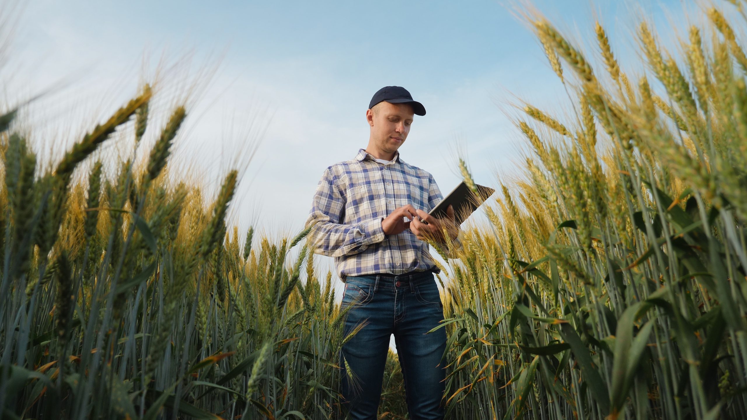 Young farmer works with a digital tablet in a wheat field Young farmer works with a digital tablet in a wheat field