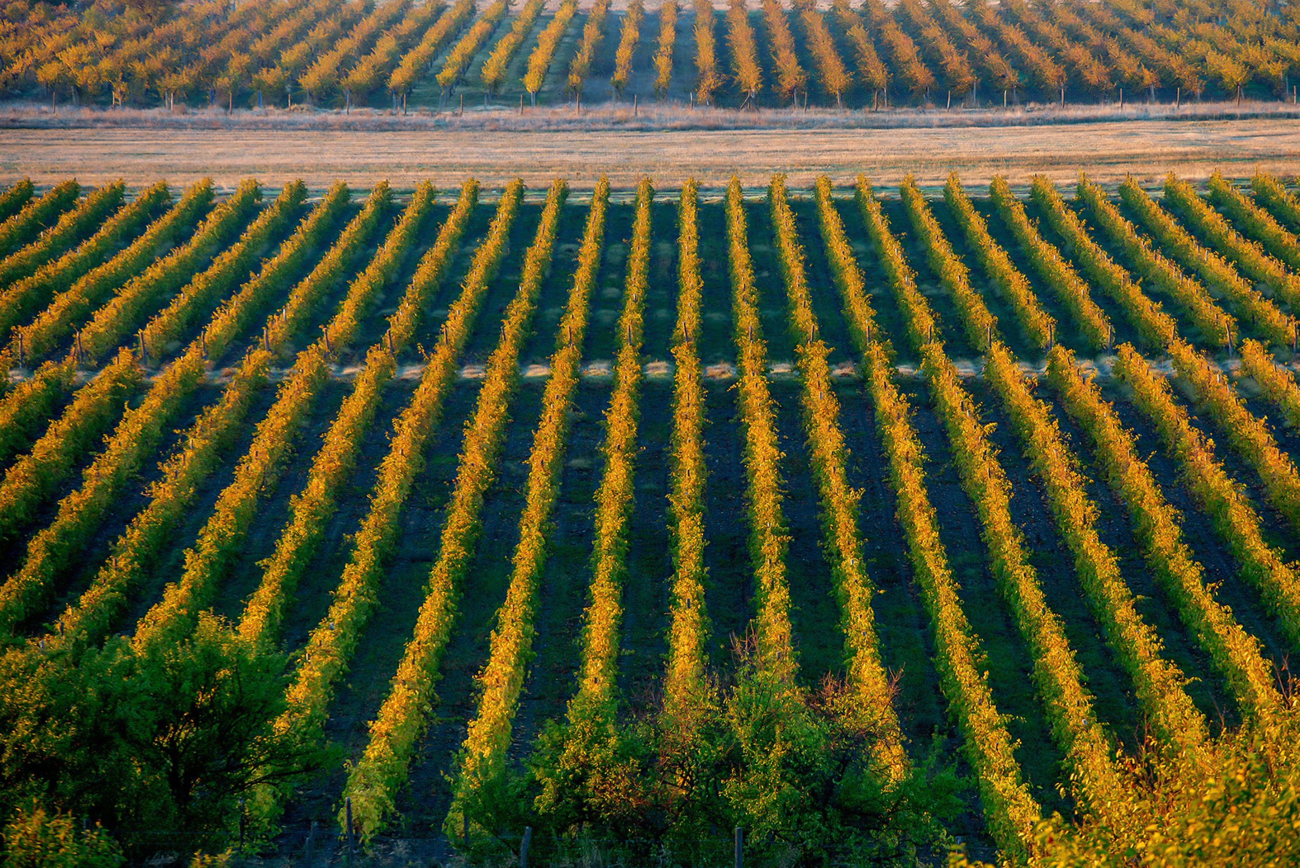 Project Manager – Agriculture