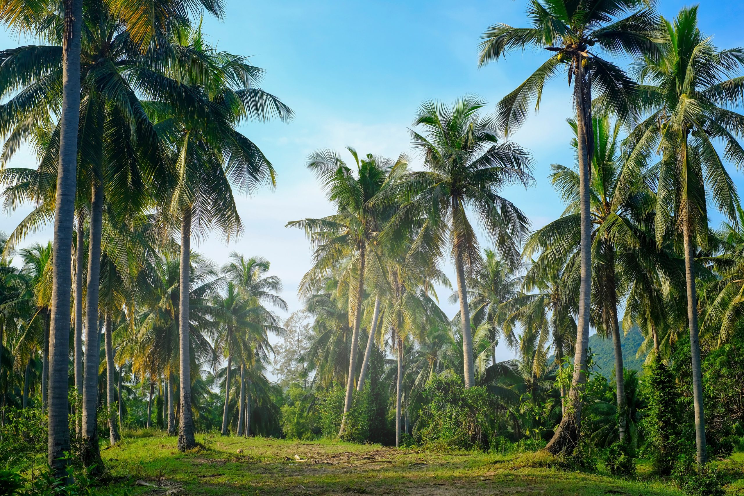coconut plam tree plantation in green and blue sky in summer for background coconut plam tree plantation in green and blue sky in summer for background