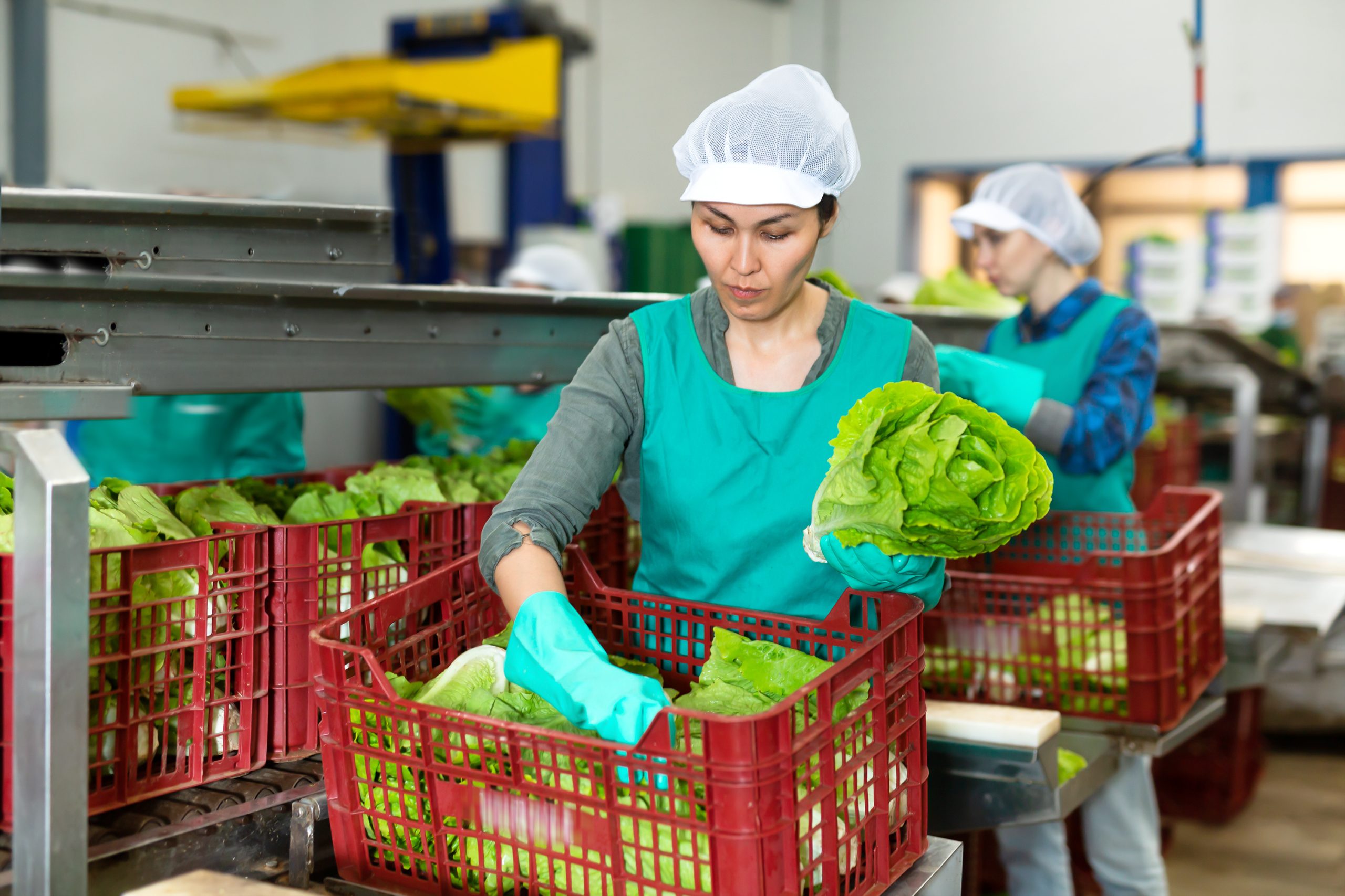 Thai Labour Standard