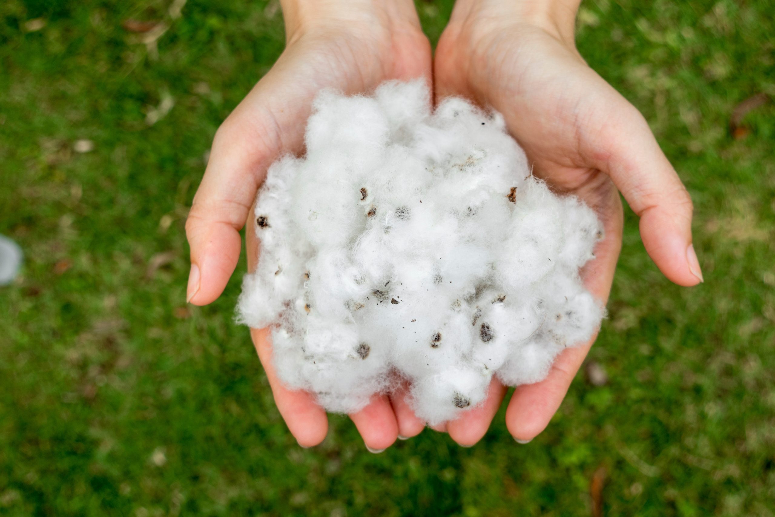 natural product, raw cotton flowers on woman’s hands on green ya